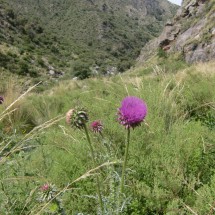Flower on the way to the camp of Cerro Champaqui